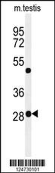 RPC8 Antibody (N-term)
