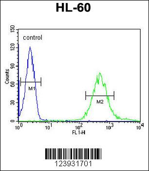 FUT6 Antibody (Center)