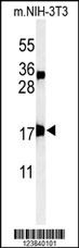 APITD1 Antibody (Center)
