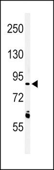 LRRN3 Antibody (N-term)