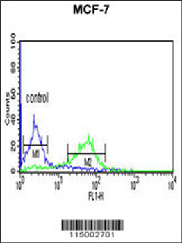 CENPN Antibody (C-term)