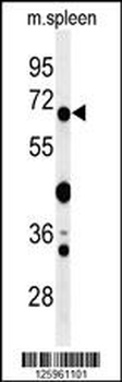 GBP7 Antibody (C-term)