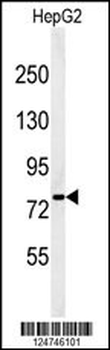 YMEL1 Antibody (N-term)