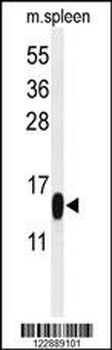 PLA2G1B Antibody (C-term)