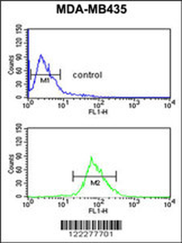 ISLR Antibody (C-term)