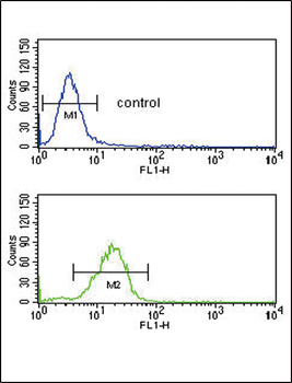 AGER Antibody (N-term)