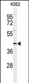 IN80B Antibody (Center)