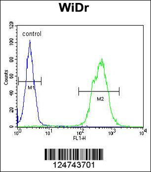 TOX3 Antibody (Center)
