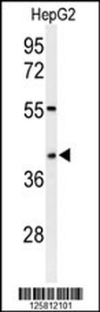 WDR82 Antibody (N-term)