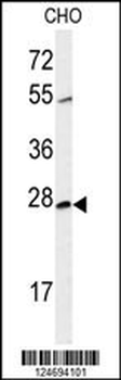CWC15 Antibody (Center)