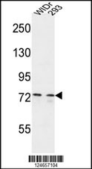 CEP63 Antibody (Center)