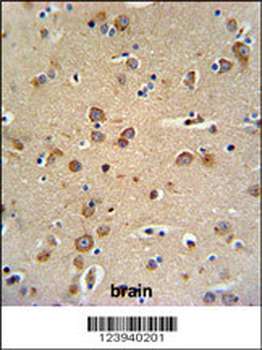 GABRG3 Antibody (N-term)