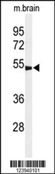GABRG3 Antibody (N-term)
