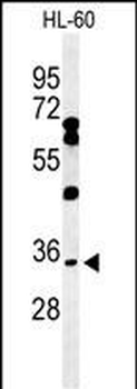 BHLHB5 Antibody (Center)