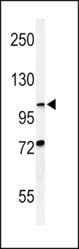 HIF1A Antibody (N-term)