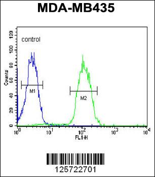 DHRS7 Antibody (N-term)