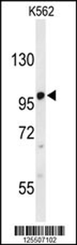 G7C Antibody (N-term)
