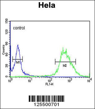 CP054 Antibody (C-term)