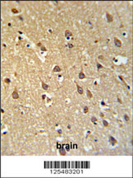 SPRN Antibody (C-term)