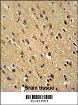 PUR4 Antibody (N-term)