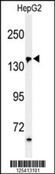 PUR4 Antibody (N-term)