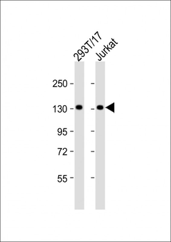 PUR4 Antibody (N-term)