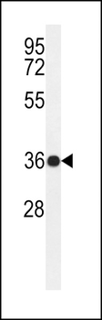 PAR6G Antibody (N-term)