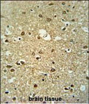 MMGT1 Antibody (C-term)