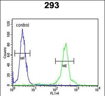 GL8D2 Antibody (N-term)