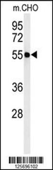 ATL3 Antibody (Center)