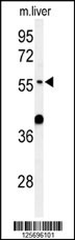 ATL3 Antibody (Center)