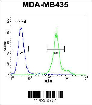 ANKFY1 Antibody (C-term)