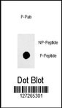 Phospho-Sox2(S249) Antibody