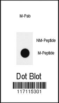 Me2-H4(K20) Antibody