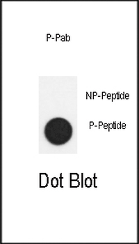 Phospho-SMAD2(S118) Antibody