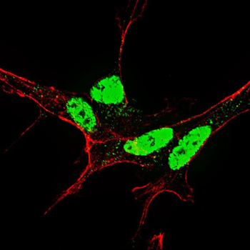 Phospho-Nanog(S71) Antibody