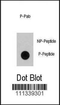 Phospho-RAF1(S339) Antibody