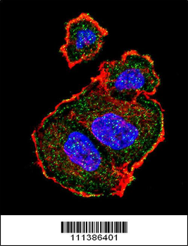 Phospho-TSC2(S939) Antibody