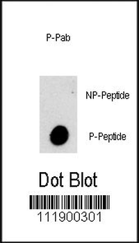 Phospho-PI3KC3(S282) Antibody