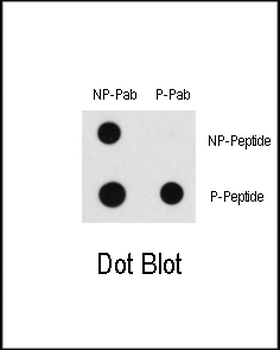 Phospho-RAF1(S43) Antibody