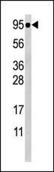 Phospho-STAT5a(S726) Antibody