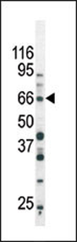 Phospho-SMAD3(S213) Antibody