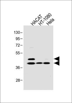 Phospho-SMAD3(S213) Antibody