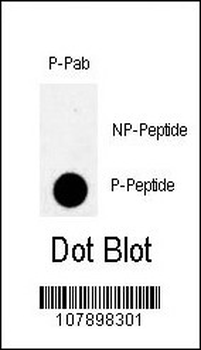 Phospho-MYT1(T495) Antibody