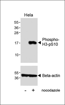 Phospho-HIST1H3B3(S10) Antibody