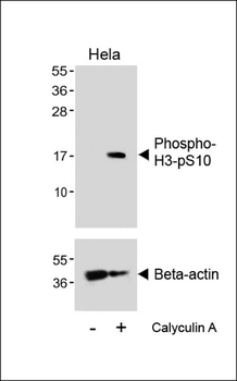 Phospho-HIST1H3B3(S10) Antibody