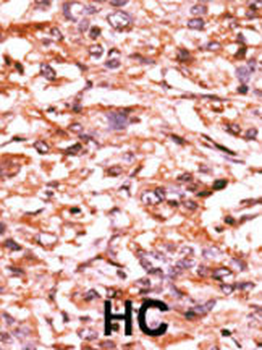Phospho-CDC25B(S187) Antibody