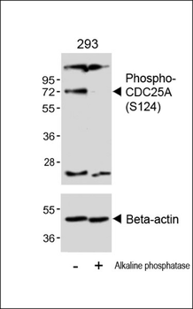Phospho-CDC25A(S124) Antibody