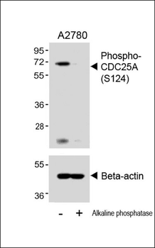 Phospho-CDC25A(S124) Antibody