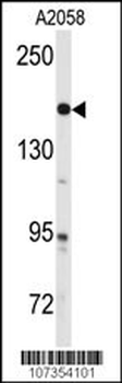 ABL Antibody (Y251)